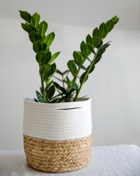 Plant 1