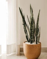 Plant 3