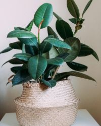 Plant 4